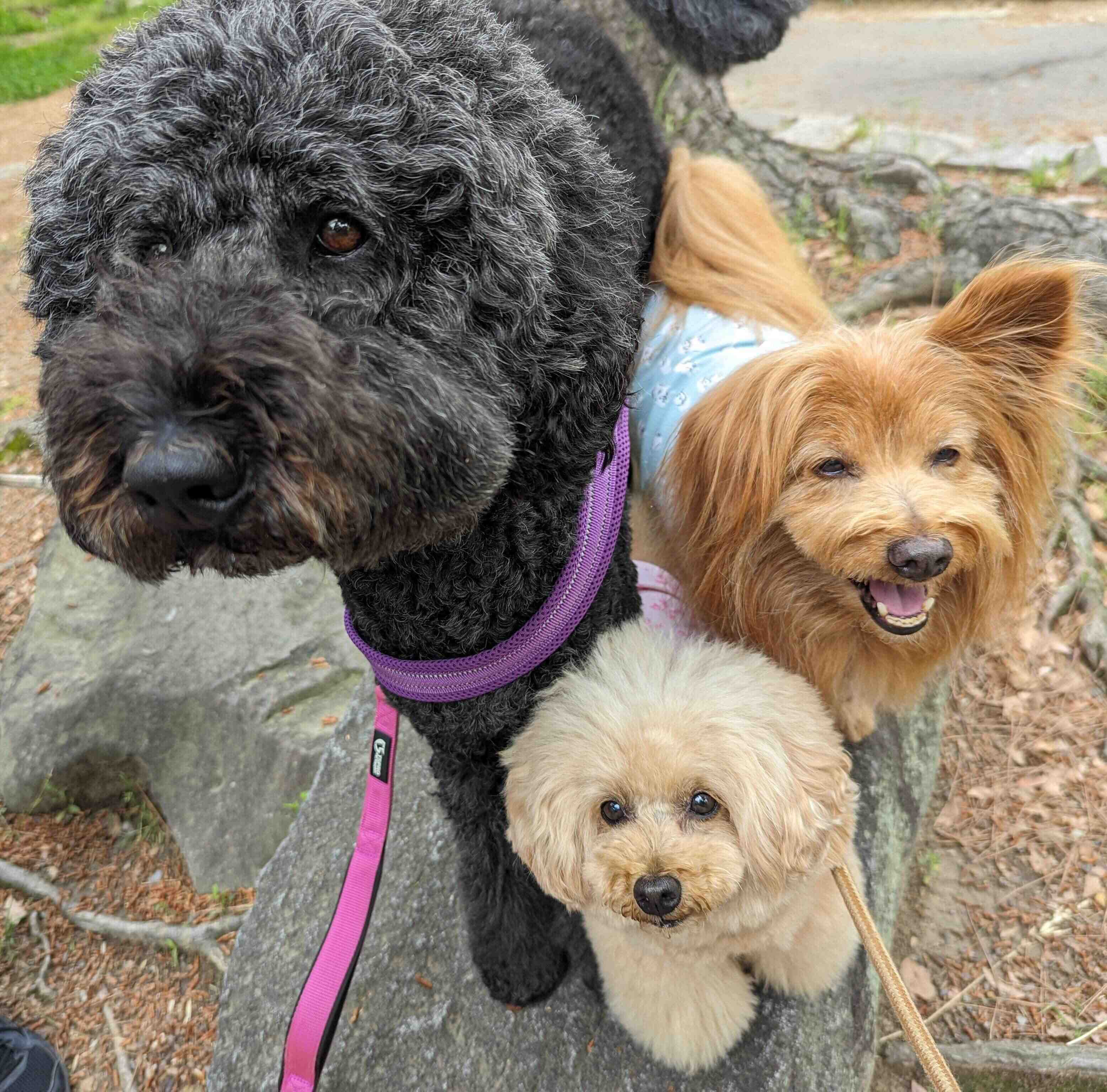 大型犬と小型犬の写真