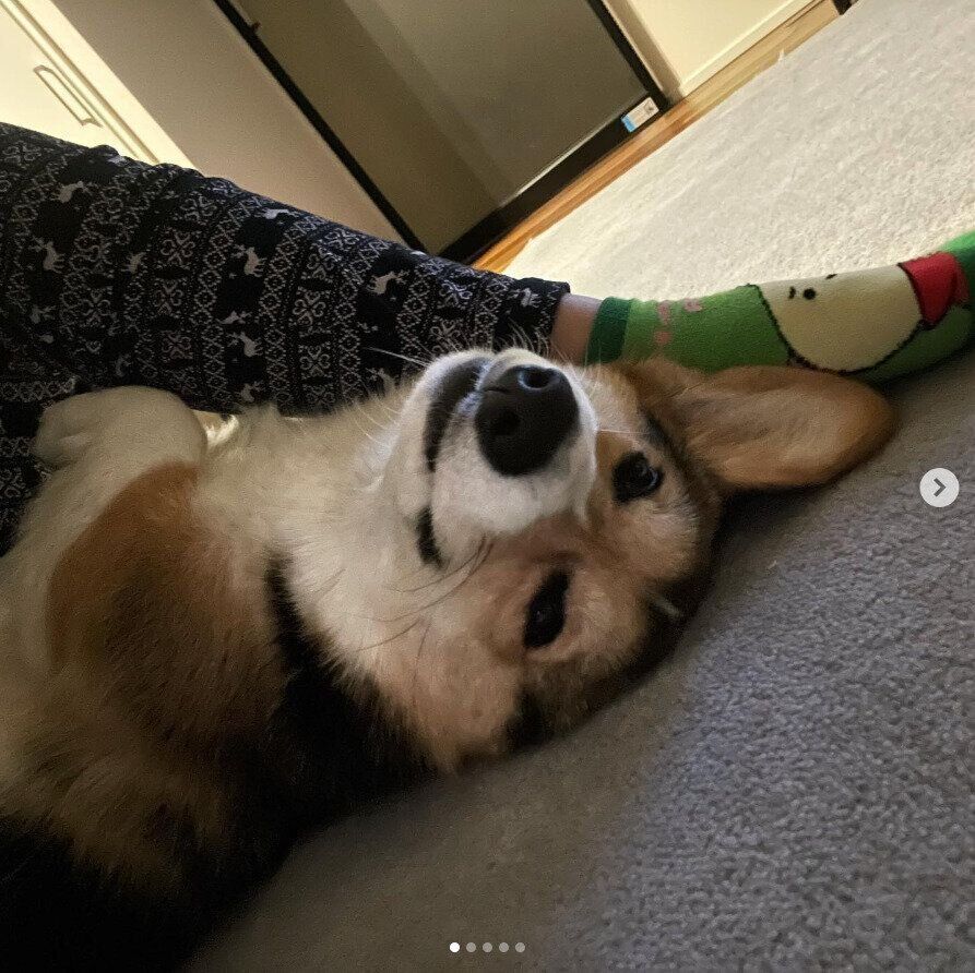 うどんちゃん（コーギー）