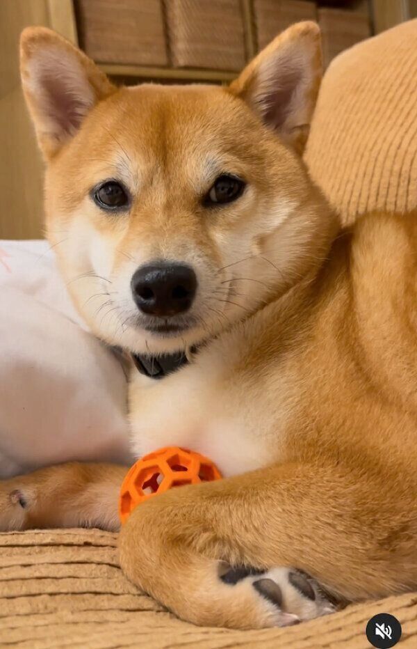 ボールを抱えるあんこちゃん