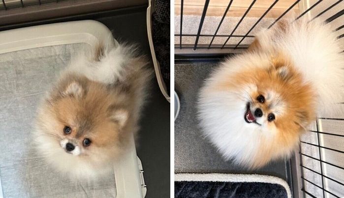 (写真左から)生後2カ月、生後10カ月のはるこちゃん。