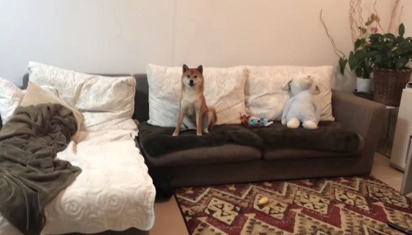 オモチャをナイスキャッチする柴犬