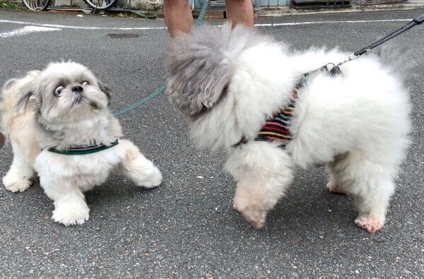 友達ワンコに会ってビックリするてんぽくん