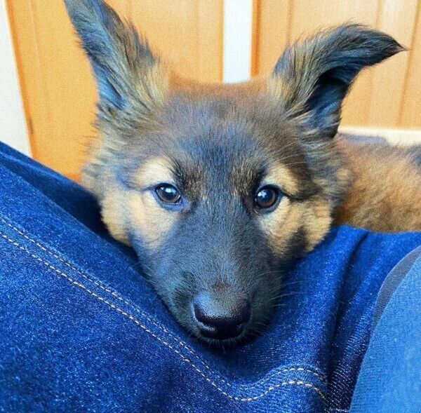 くつろぐくま子ちゃん