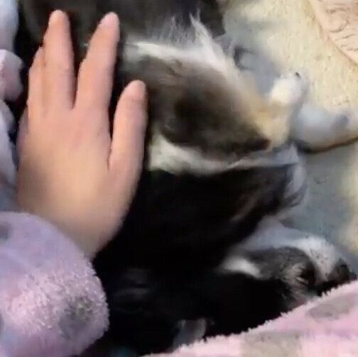 飼い主さんになでられるミニちゃん