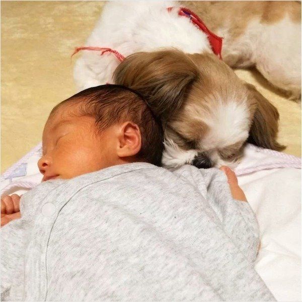 シー・ズーの小梅ちゃんと妹ももちゃんの日常