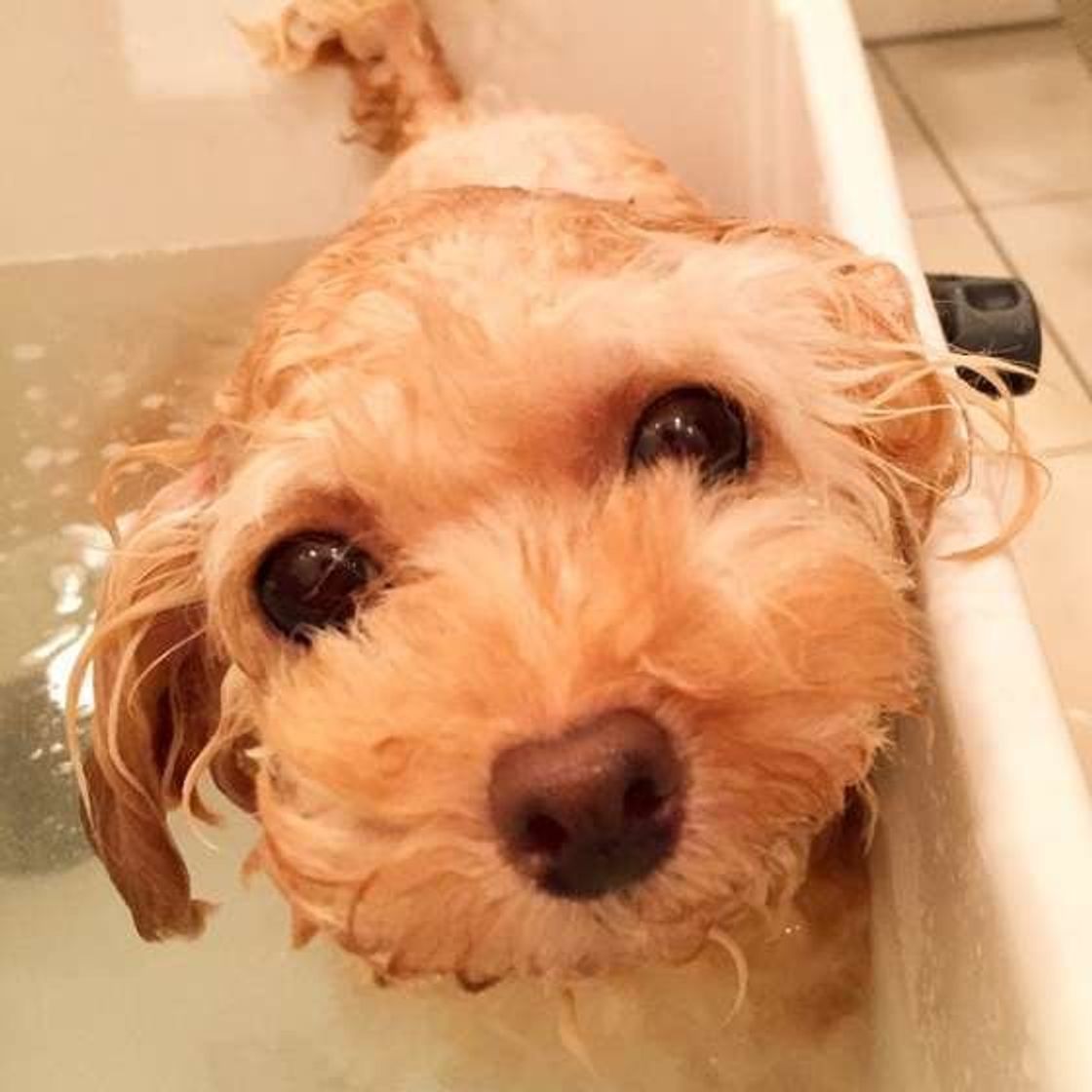 専門家もおすすめ 犬のお風呂 シャンプー の入れ方 注意点 いぬのきもちweb Magazine 専門家もおすすめ 犬のお風呂 シャンプー の入れ方 注意点 いぬのきもちweb Magazine