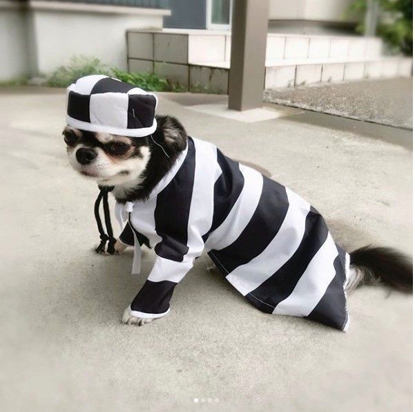 囚人服のチワワ