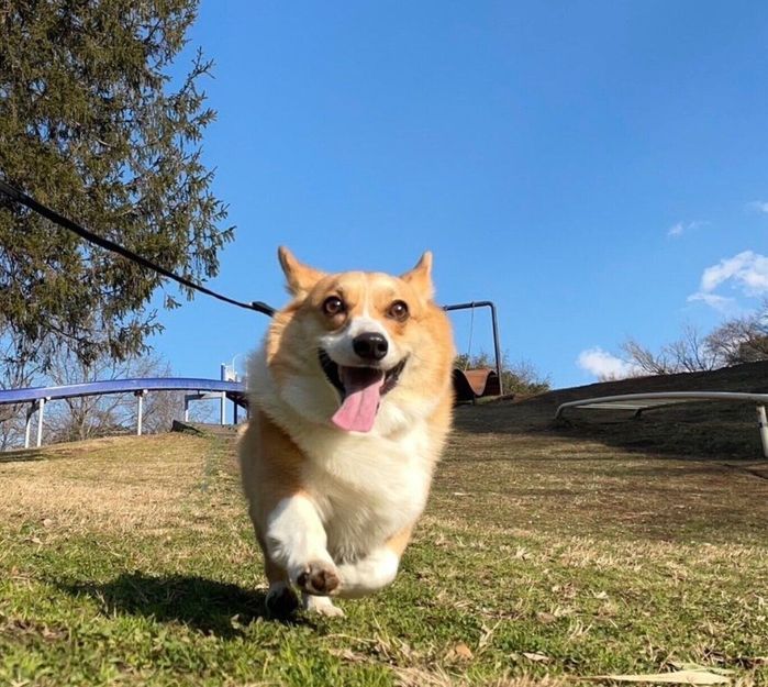 楽しそうに散歩するぷるたすちゃん