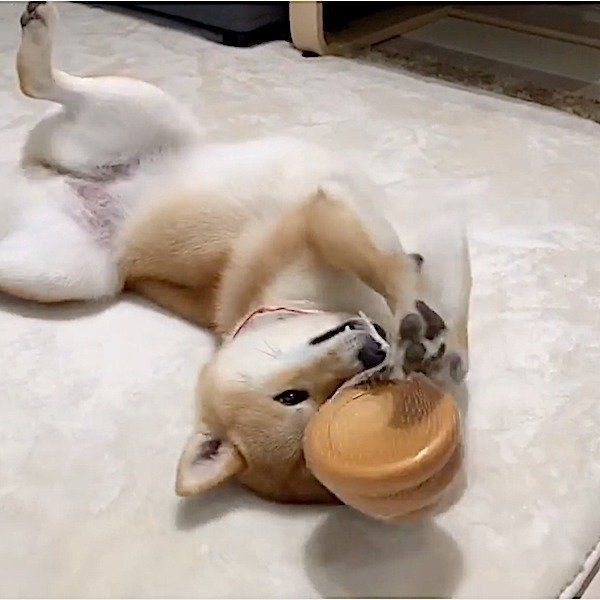 おもちゃで遊ぶ柴犬