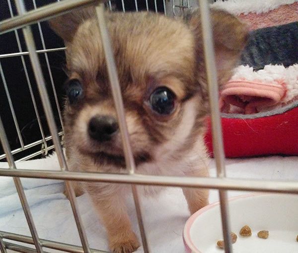 見つめるチワワ