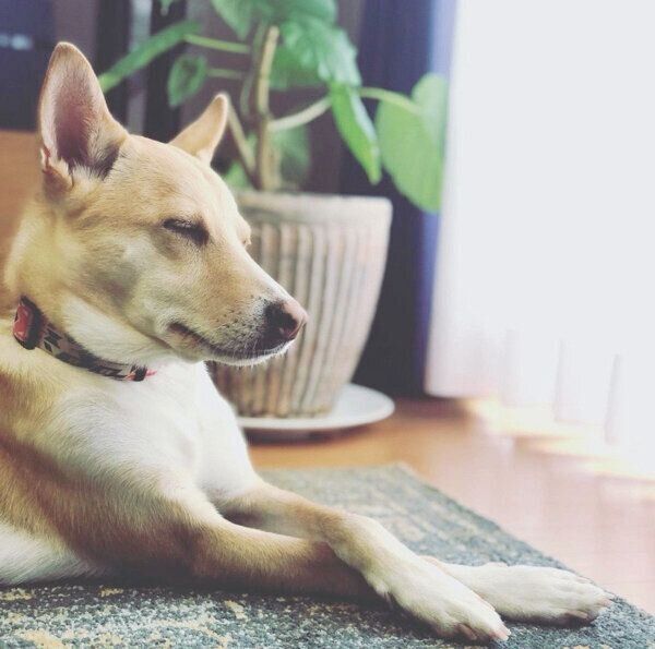 眠そうなタップくん