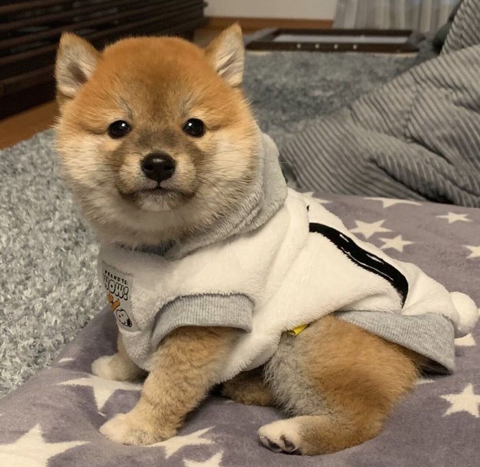 子犬時代の花ちゃん