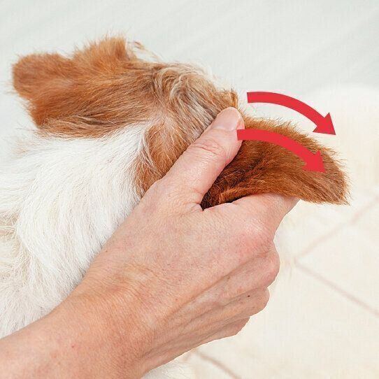 興奮をしずめる、不安を取りのぞく「効果的な犬のなで方」があるの?|いぬのきもちWEB MAGAZINE