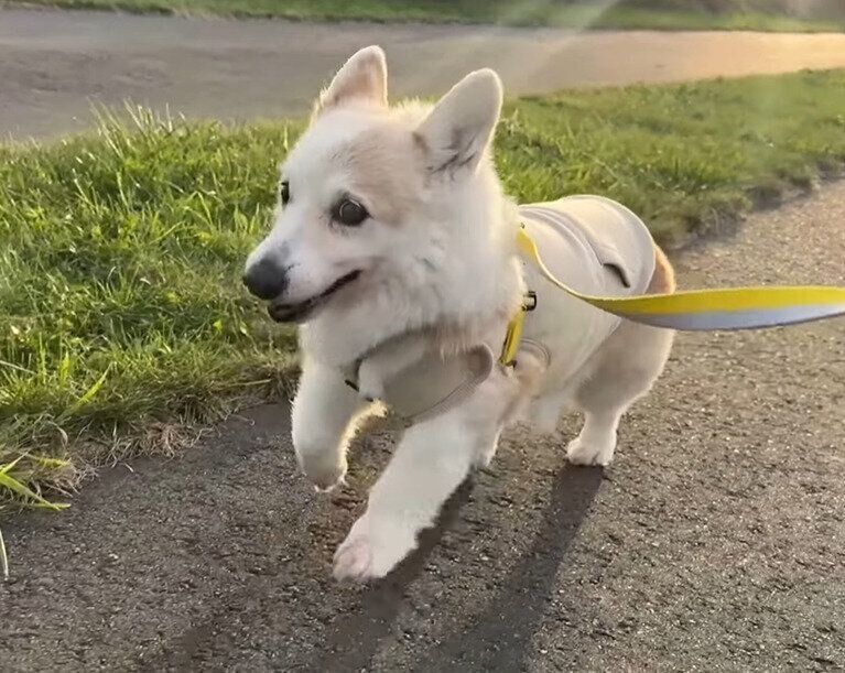 一生懸命走るノエさん