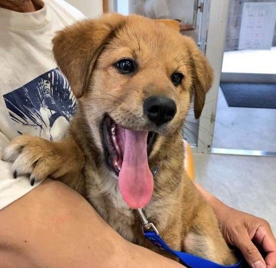 抱っこされる犬