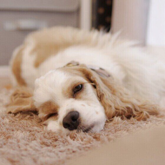 眠そうなアメリカン・コッカー・スパニエル