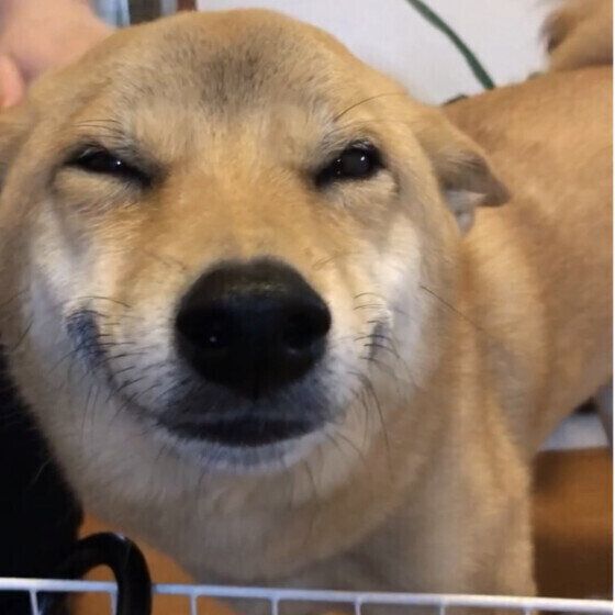 愛犬との「おかえりの儀式」は避けるべき？ 帰宅時に犬を興奮させない接し方 いぬのきもち