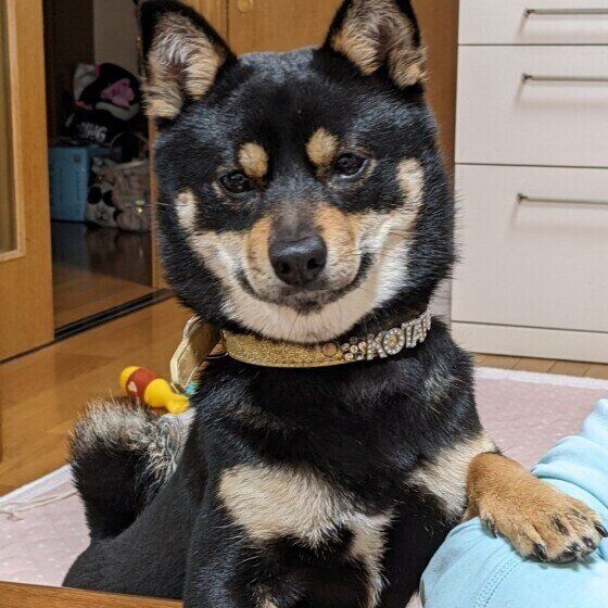 柴犬 前足ちょいちょい