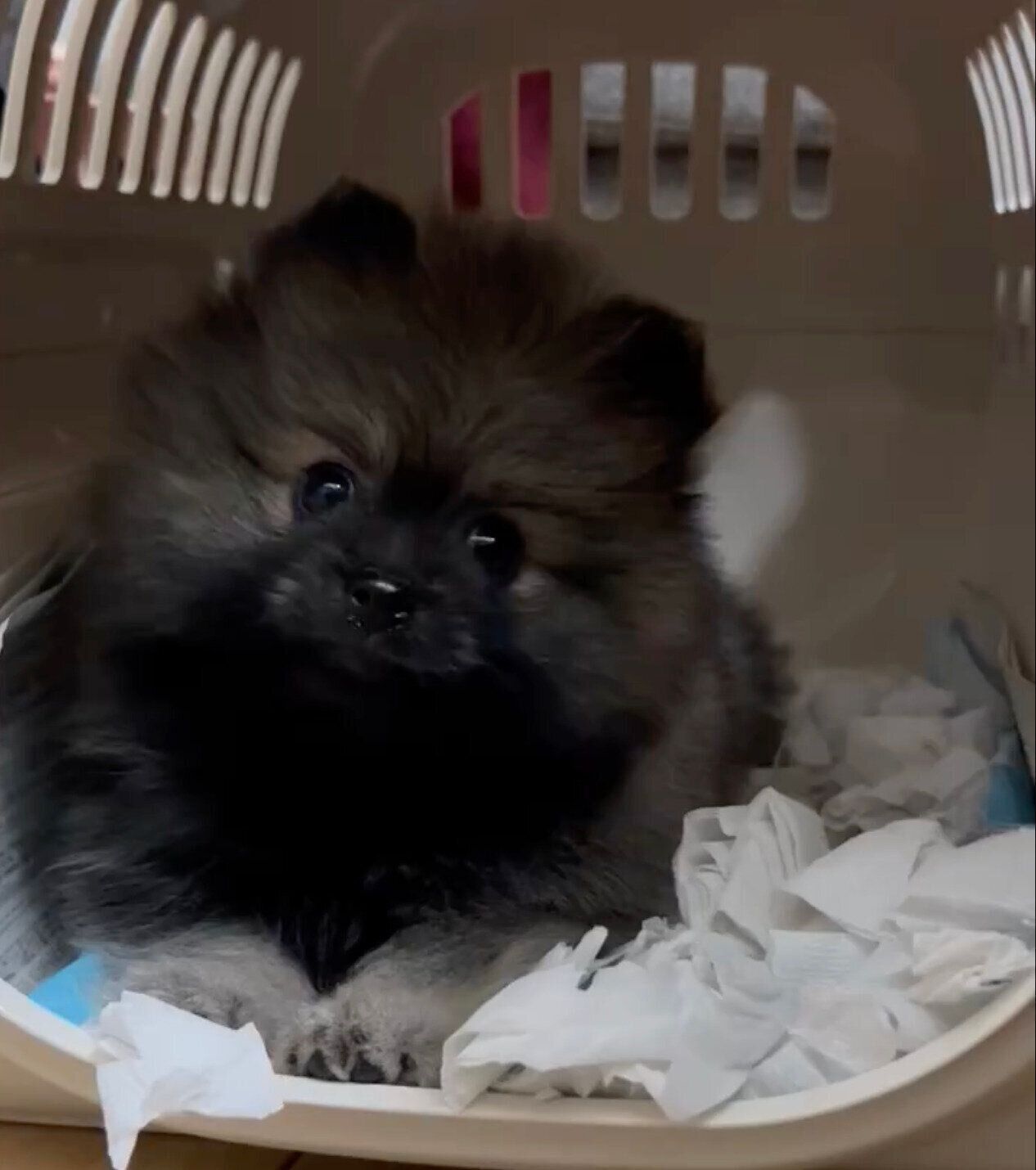 お迎え初日のポンちゃん