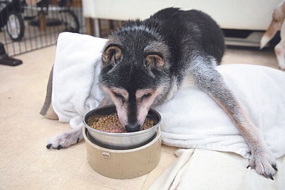 ゴハンの時間。柴のラッキーくん（17才）は、ふやかしたフードを自分で上手に食べます