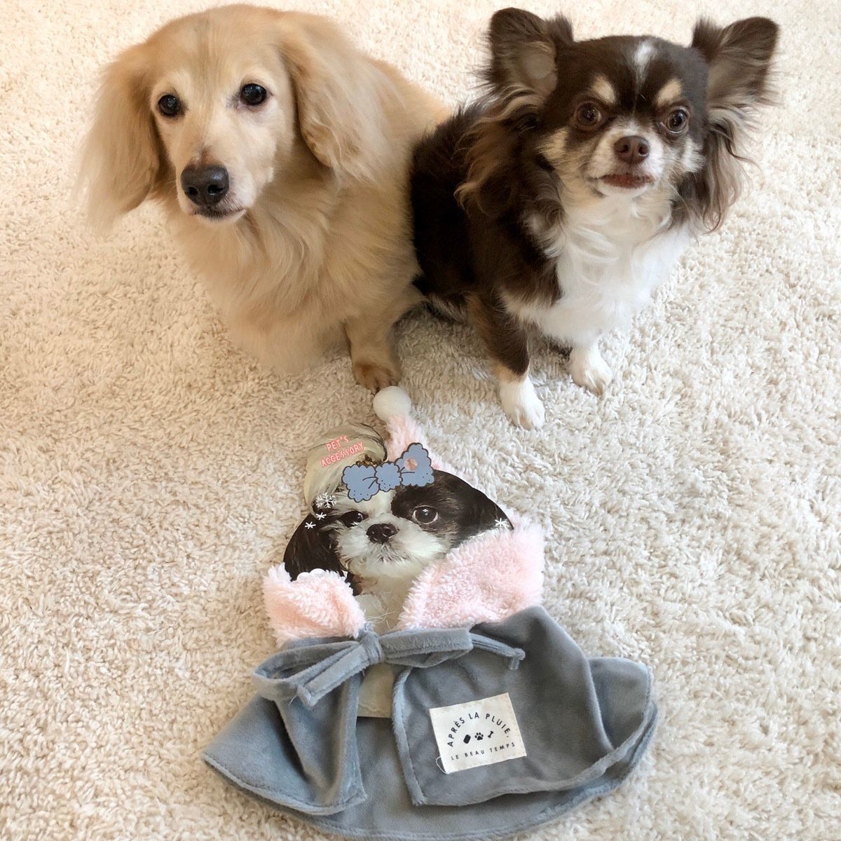 ミニチュア・ダックスフンド＆チワワ