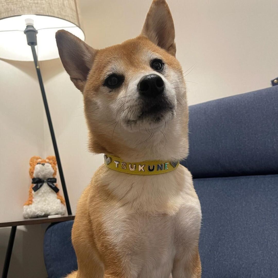 別の日　新しい首輪をつけるつくねちゃん