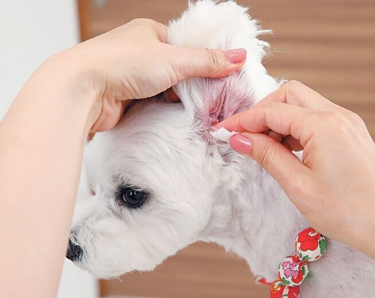犬の耳掃除のng例は 正しい方法を知って愛犬をケアしよう いぬのきもちweb Magazine 犬の耳掃除のng例は 正しい方法を知って愛犬をケアしよう いぬのきもちweb Magazine