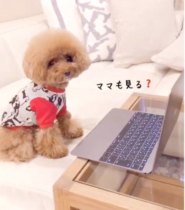 動画を見るトイ・プードル