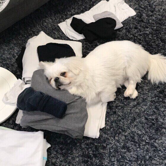 洗濯物の上で寝るペキニーズ