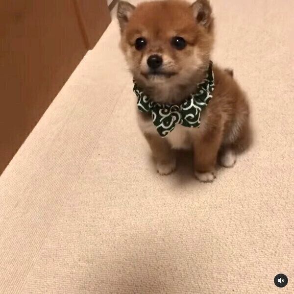 「マテ」の練習中にちょこちょこ動いてしまうコロちゃん