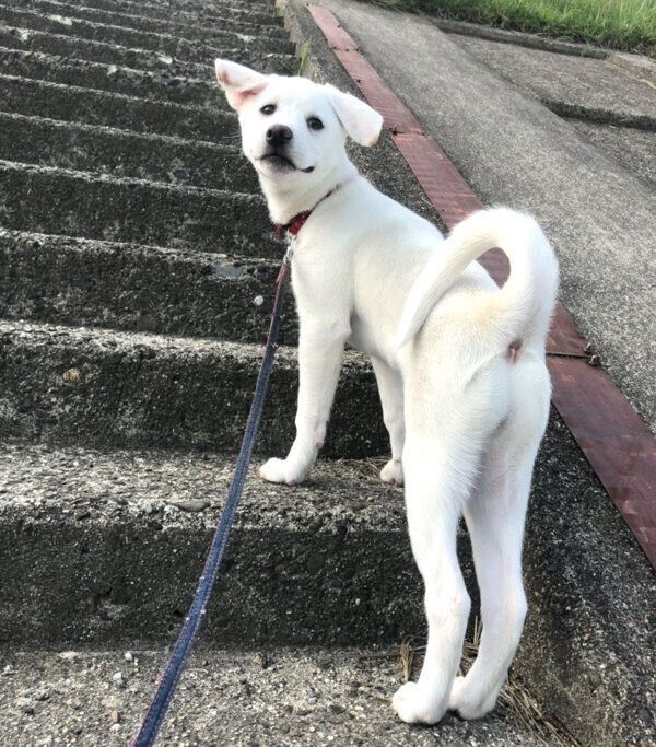 散歩をするこうめちゃん