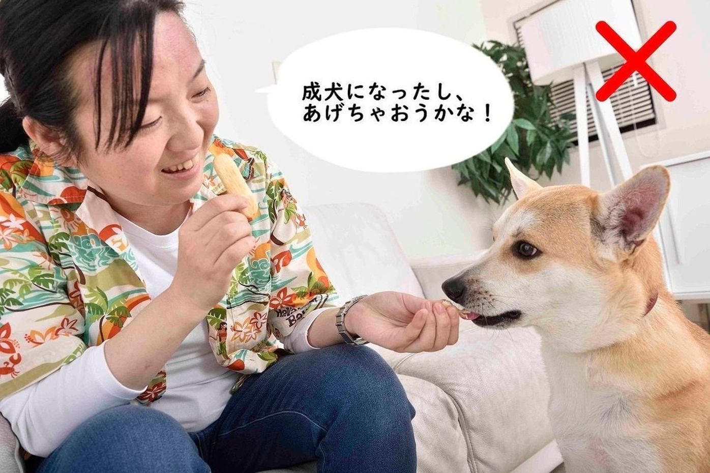 子犬期からの リバウンド ありがちな 意外な吠えグセの理由とは いぬのきもちweb Magazine 子犬期からの リバウンド ありがちな 意外な吠えグセの理由とは いぬのきもちweb Magazine