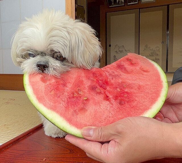 シーズー犬マンガてんぽshihtzu