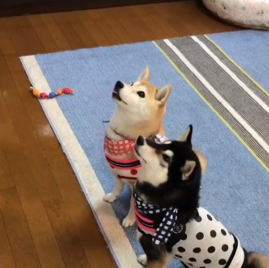 息ピッタリなくうちゃんとララちゃん