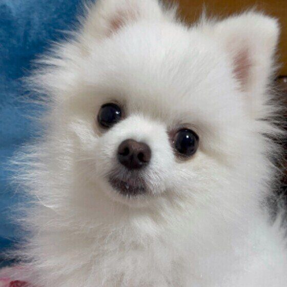 家族みんなで決めたい愛犬と暮らすルール〜室内編〜 いぬのきもち