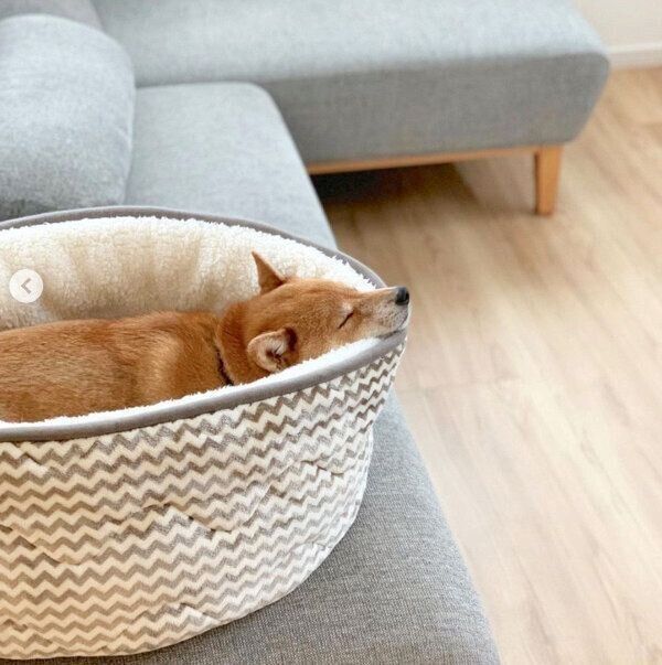 ぐっすり眠るカンナくん