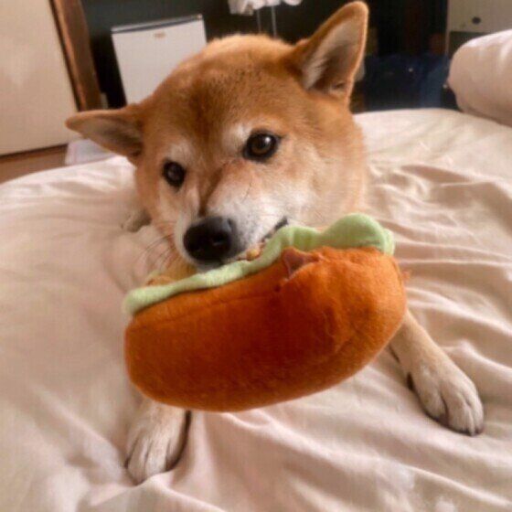 おもちゃで遊ぶ柴犬