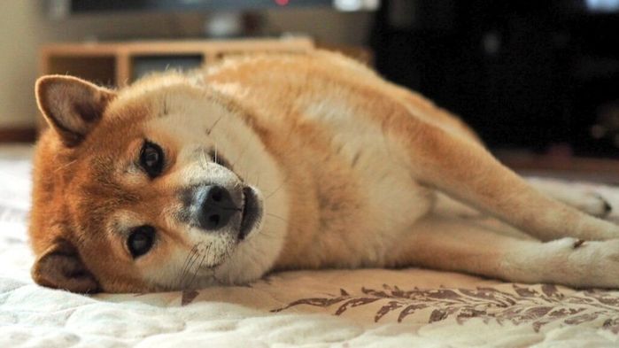 寝転がるののちゃん