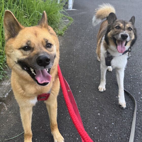愛犬が夏の散歩で歩かない理由と注意点 暑い季節の犬の散歩で気をつけること いぬのきもち