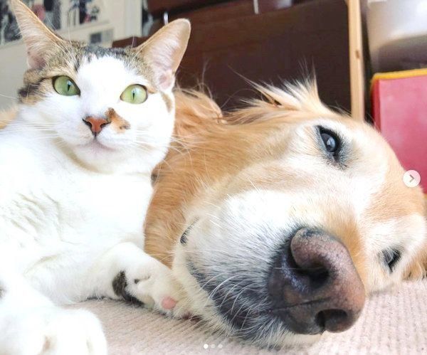 寄り添うゴールデン・レトリーバーと猫