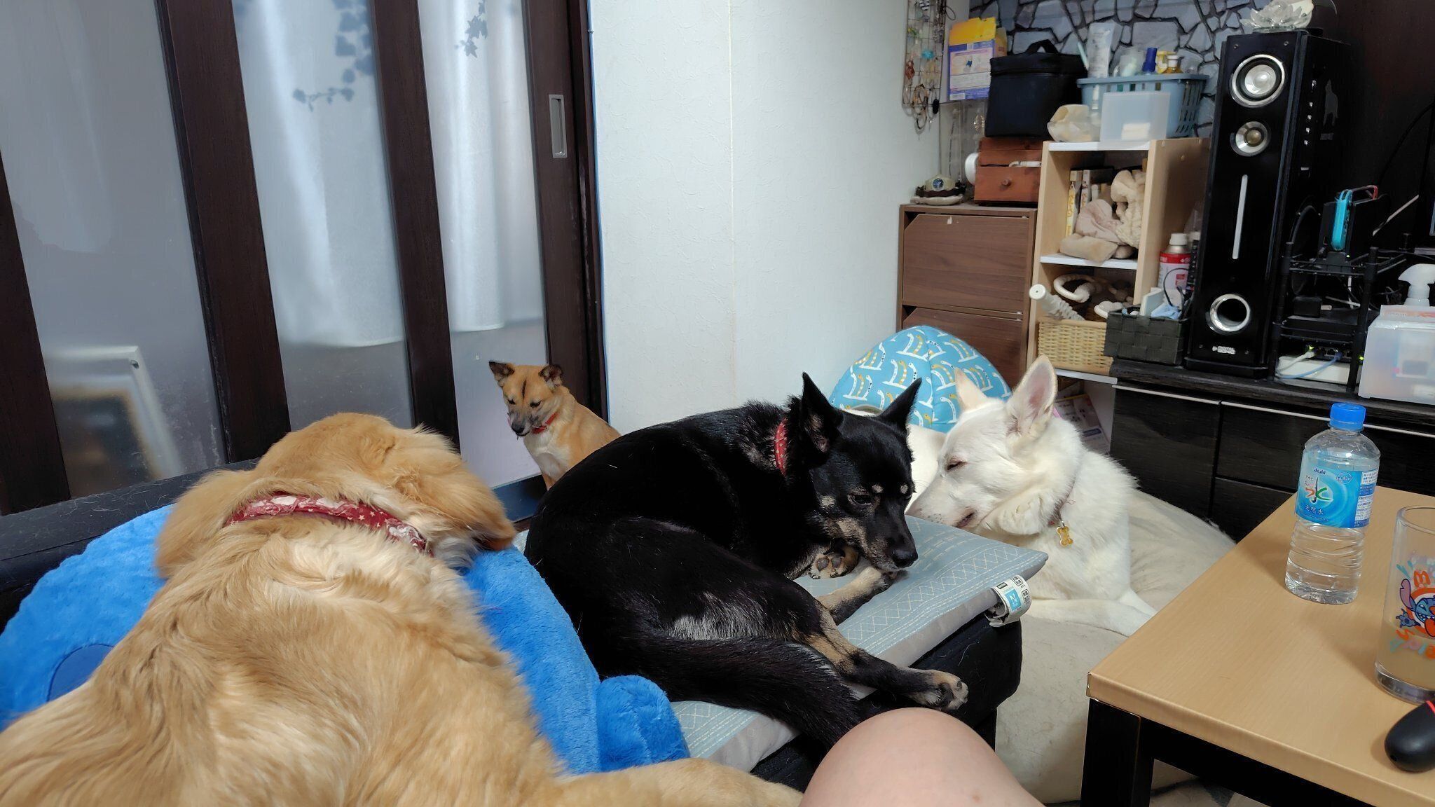 同居犬たちとゆったり過ごすステラちゃん