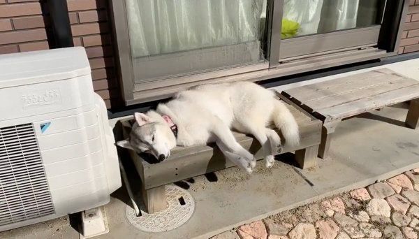 シベリアン・ハスキーのユキちゃん