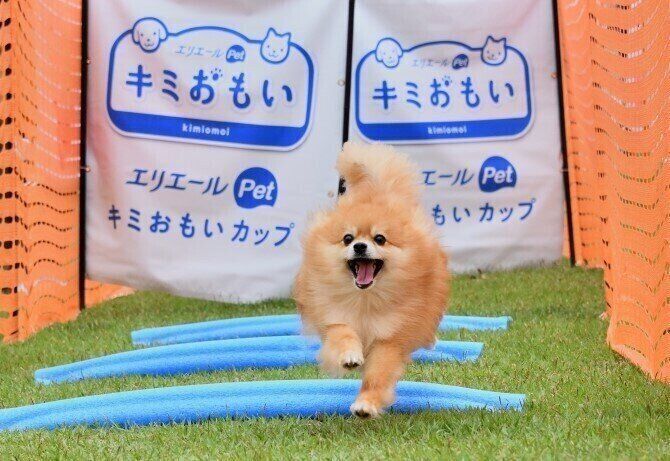 レース中のわんこ