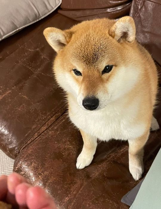 真剣な表情でおやつを見つめるマヤちゃん