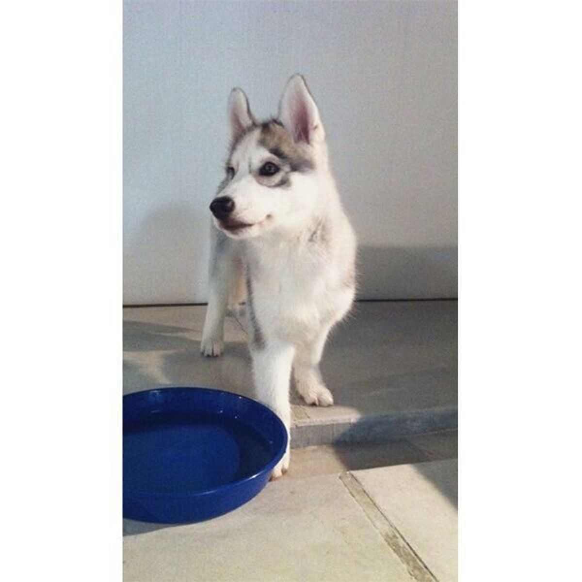 凛々しい 子だぬき時代 を経てゆるキャラ化 ハスキーの成長ビフォーアフターにほっこり いぬのきもちweb Magazine 凛々しい 子だぬき時代 を経てゆるキャラ化 ハスキーの成長ビフォーアフターにほっこり いぬのきもちweb Magazine