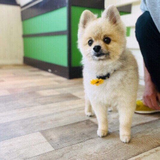 犬の 逆くしゃみ とは なりやすい犬の傾向 症状が出た際の注意点は 獣医師解説 いぬのきもちweb Magazine