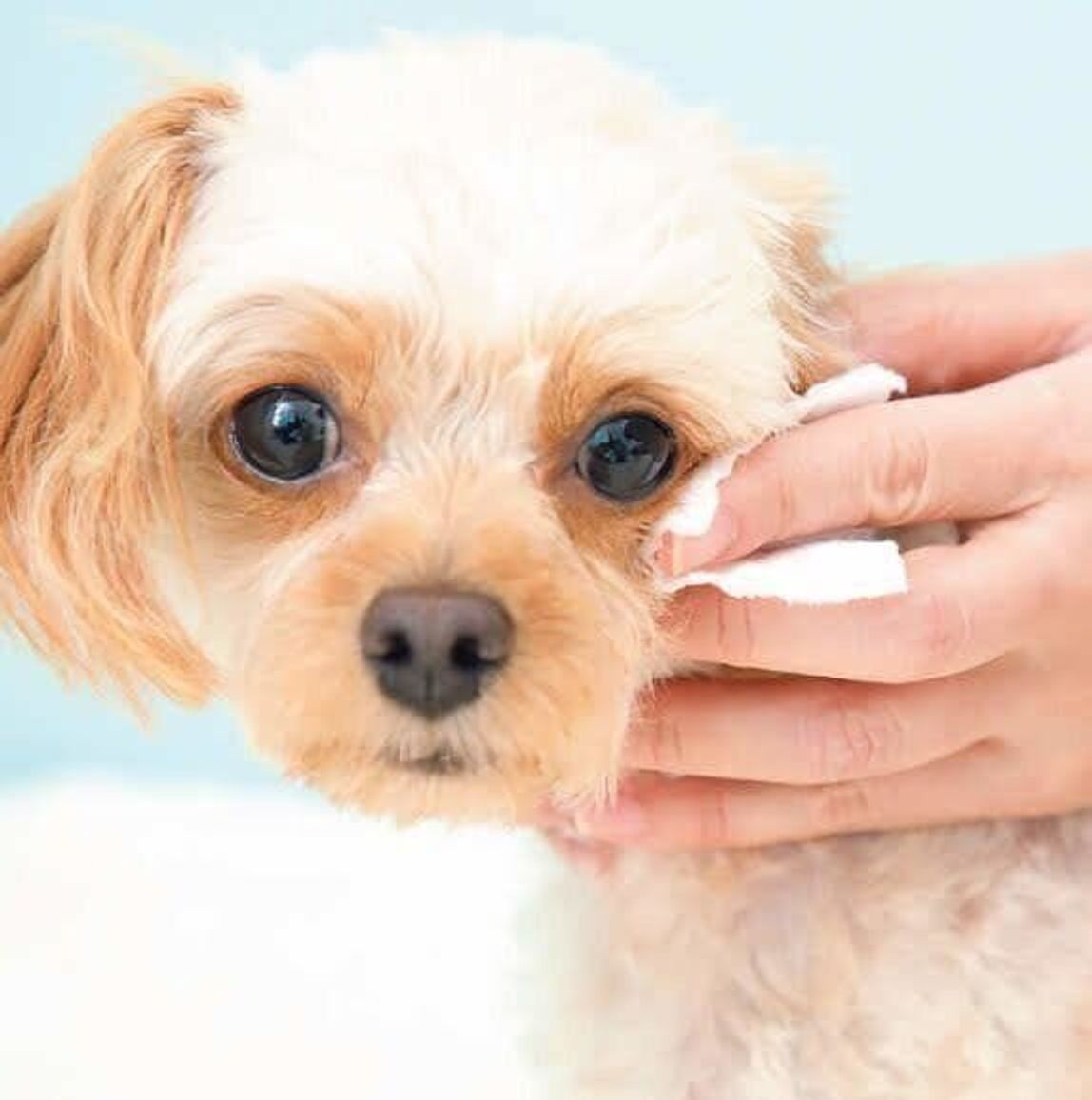 獣医師監修 犬の目やに 症例写真で原因と対処法を解説 いぬのきもちweb Magazine 獣医師監修 犬の目やに 症例写真で原因と対処法を解説 いぬのきもちweb Magazine