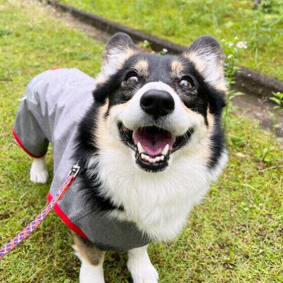 ウェルシュ・コーギー・ペンブロークのたびちゃん