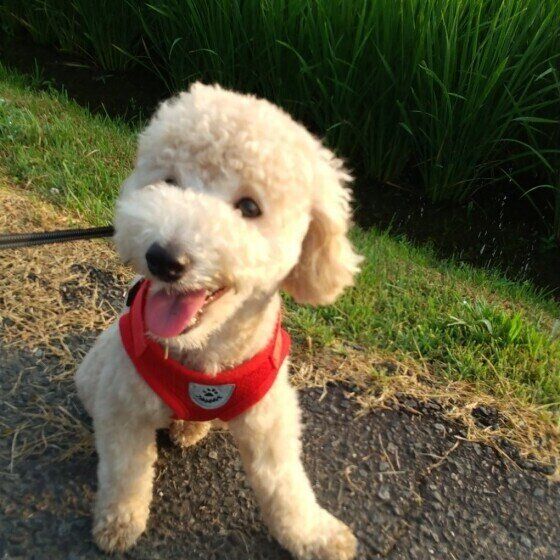 トイプードルのトトくん