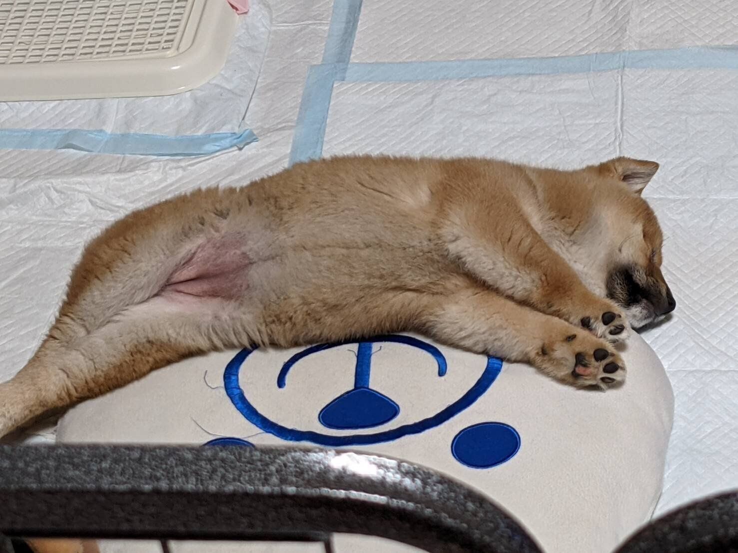 生後4カ月のころに撮影したモナカちゃん